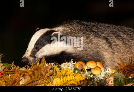 Dachs (Wissenschaftlicher Name: Meles Meles) Nahaufnahme eines wilden, einheimischen Dachs, der nachts im Herbst mit goldenen Farnen und Toadstools auf Nahrungssuche ist. Querformat. Stockfoto