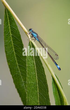 Blue-tailed Damselfly, Ishnura elegans, männlich, Catbrook, Monmouthshire, Juni. Familie Coenagrionidae Stockfoto