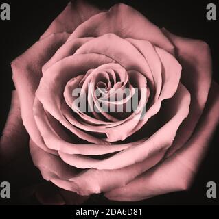 Romantische alte rosa Rose isoliert auf schwarz. Stockfoto
