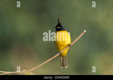 Schwarz-crested Bulbul (Pycnonotus flaviventris), auf einem Barsch, in den Wäldern von Ramnagar in Uttarakhand, Indien. Stockfoto