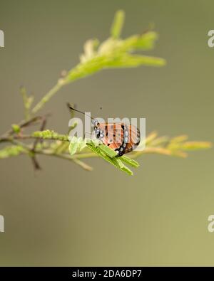 Ein kleiner kleiner kleiner kleiner Coster (Acraea terpsicore) Schmetterling, der auf den Blättern einer Pflanze im Garten bei Mangalore in Karnataka, Indien ruht. Stockfoto