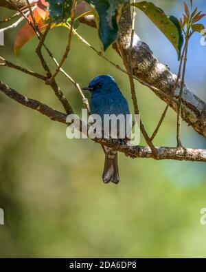 Ein schöner männlicher Nilgiri-Fliegenfänger (Eumyias albicaudatus), auf einem thronenden und auf einem Zweig in der Wildnis, in den Wäldern von Munnar in Kerala, Indien. Stockfoto