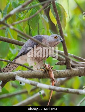 Ein Shikra (Accipiter badius), ein kleiner Greifvogel, der auf einem Baumzweig mit seiner Tötung einer Garteneidechse thront, in den Wäldern von Thattekad in Kerala, Stockfoto