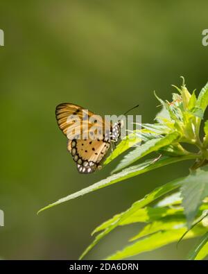 Ein kleiner kleiner kleiner kleiner Coster (Acraea terpsicore) Schmetterling, der auf den Blättern einer Pflanze im Garten bei Mangalore in Karnataka, Indien ruht. Stockfoto