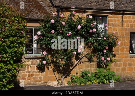 Kletterrose an Hauswand in English Garden, England, Oxfordshire Stockfoto