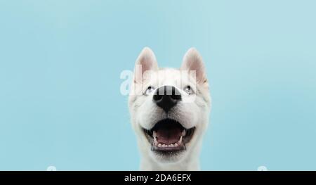 Nahaufnahme Husky Hund mit farbigen Augen und glücklichen Ausdruck. Isoliert auf blauem Hintergrund. Stockfoto