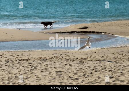 Eine Möwe landet, als ein Hund neben dem Wasser am Strand von Boscombe spaziert, der ein Teil des berühmten sieben Meilen langen Sandstrandes in Poole und Bournemouth, Dorset ist. 21. September 2014. Foto: Neil Turner Stockfoto