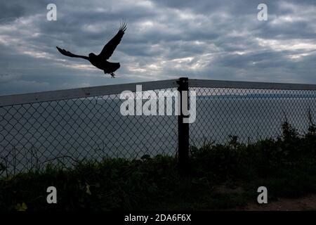 Ein Rabe fliegt von einem Geländer auf den Klippen über dem Strand von Boscombe, einem Abschnitt des berühmten sieben Meilen langen Sandstrandes in Bournemouth und Poole in Dorset. 15. Oktober 2015. Foto: Neil Turner Stockfoto