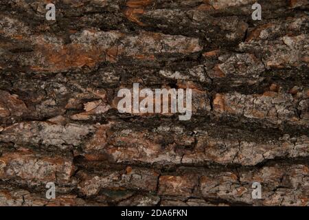 Holzstruktur - Draufsicht und Nahaufnahme der Rinde Eines Baumes mit großen Beulen und Rissen Stockfoto