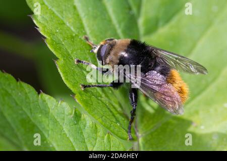 Gemeine Narzissenwebfliege, Narzissenwebfliege, Narzissen-Schwebfliege, Schwebfliege, Merodon equestris, Narcissus bulb fly, Greater bulb fly, l Stockfoto