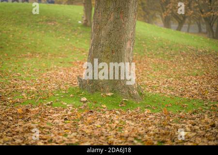 Atemberaubende Herbstfarben im Misty Lister Park in Bradford, Großbritannien Stockfoto