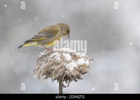 Europäischer Grünfink auf der Suche nach Nahrung unter Schneefall (Chloris chloris) Stockfoto