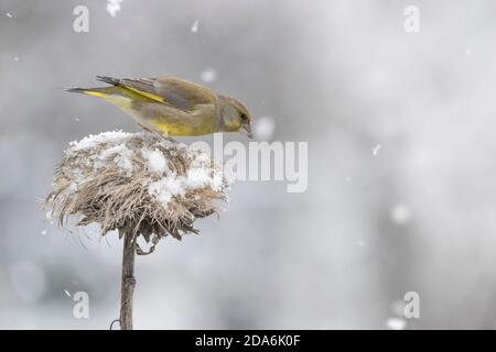 Europäischer Grünfink auf der Suche nach Nahrung unter Schneefall (Chloris chloris) Stockfoto