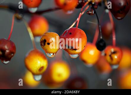 Zweig mit Äpfeln des Paradieses. Selektiver Fokus auf Äpfel mit Regentropfen in unscharfem Hintergrund. Nahaufnahme Stockfoto