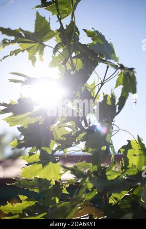 Das Baldachin von hohen Bäumen umrahmt einen klaren blauen Himmel, mit der Sonne scheint durch. Stockfoto