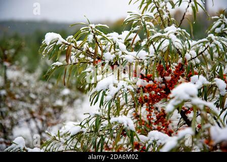 Plötzlicher Kälteeinbruch. Schnee auf dem Baum. Plötzlich fiel der Schnee auf die Äste des Sanddornbaumes, des scharfen kalten Schnapps, des schlechten Wetters. Stockfoto