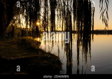 Weinende Weidenzweige in einer Hintergrundbeleuchtung bei Sonnenuntergang in aufgenommen Das Cazalegas Reservoir Stockfoto