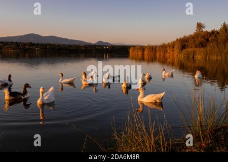 Familie der Gänse im Wasser des Stausees von Cazalegas Damm bei Sonnenuntergang. Stockfoto