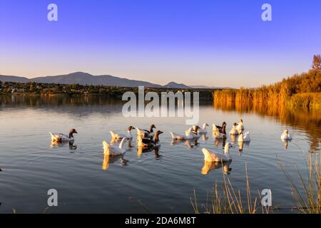 Familie der Gänse im Wasser des Stausees von Cazalegas Damm bei Sonnenuntergang. Stockfoto