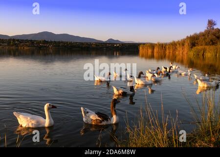 Familie der Gänse im Wasser des Stausees von Cazalegas Damm bei Sonnenuntergang. Stockfoto