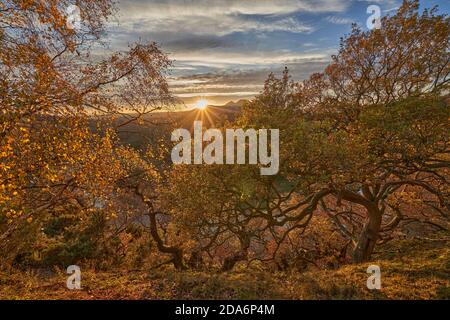 Der Sonnenuntergang hinter dem Eildon Hill mit alten Eichen und Birken badete in warmem Licht in Scott's View, Scottish Borders. Stockfoto