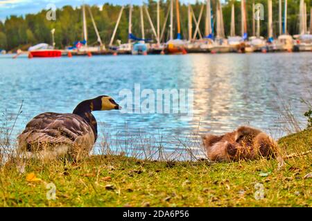 Kleine Ente schläft im Gras in der Nähe von Wasser. Abends Zeit an der Küste des Teiches. Mutter Ente beschützendes Kind. Fürsorge für die Mutter. Familie. Reflexion des Sonnenuntergangs.
