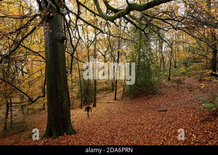 Ein Spaziergänger befährt einen Hügel, der mit herbstlichen Blättern bedeckt ist, im Lickey Hills Country Park, Birmingham. Stockfoto