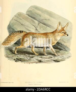 Rüppells Fuchs (Vulpes rueppellii), auch Rüppells Sandfuchs genannt, ist eine Fuchsart, die in Wüsten- und Halbwüstenregionen Nordafrikas, des Nahen Ostens und Südwestasiens lebt. Aus dem Buch Hunde, Schakale, Wölfe und Füchse EINE Monographie der Canidae [aus dem Lateinischen: Canis, 'Hund') ist eine biologische Familie hundeähnlicher Fleischfresser. Ein Mitglied dieser Familie wird ein Canid genannt] von George Mivart, F.R.S. mit Holzschnitten und 45 farbigen Platten aus der Natur von J. G. Keulemans gezeichnet und handfarbig. Herausgegeben von R. H. Porter, London, 1890 Stockfoto