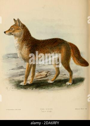 Der Dingo (Canis familiaris, Canis Dingo, Canis familiaris Dingo oder Canis lupus Dingo) ist ein Hund, der in Australien gefunden wird. Seine taxonomische Klassifizierung wird diskutiert. Es ist ein mittelgroßer Hund, der einen schlanken, robusten Körper für Geschwindigkeit, Beweglichkeit und Ausdauer angepasst besitzt. Aus dem Buch Hunde, Schakale, Wölfe und Füchse EINE Monographie der Canidae [aus dem Lateinischen: Canis, 'Hund') ist eine biologische Familie hundeähnlicher Fleischfresser. Ein Mitglied dieser Familie wird ein Canid genannt] von George Mivart, F.R.S. mit Holzschnitten und 45 farbigen Platten aus der Natur von J. G. Keulemans gezeichnet und handfarbig. Herausgegeben von R. H. Porter, Lon Stockfoto