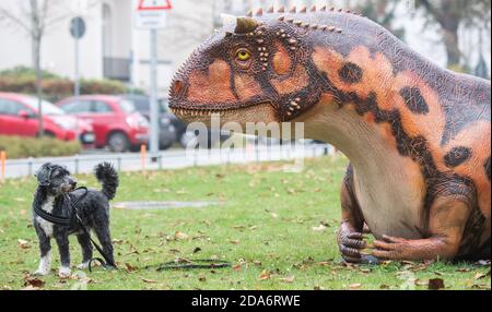 Hannover, Deutschland. November 2020. Hund Pelle steht vor dem Modell eines Carnotaurus vor dem Nationalmuseum. Auf dem Außengelände des Landesmuseums werden für die Ausstellung 'KinoSaurier' mehrere lebensgroße Dinosauriermodelle gebaut. Zwischen Fantasie und Forschung' Ausstellung. Die Ausstellung ist für den Zeitraum vom 4. Dezember bis 25. Mai 2021 geplant. Kredit: Julian Stratenschulte/dpa/Alamy Live Nachrichten Stockfoto
