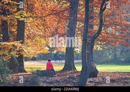 München, Deutschland. November 2020. Wetterbild am 11/10/2020. Herbst im Englischen Garten in München-nach dem Nebel im Englischen Garten in München, und Kinderwagen genießen die Sonnenstrahlen unter den Herbstblättern. Quelle: dpa/Alamy Live News Stockfoto