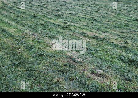 Frisch geschnittenes Gras auf dem Feld grünen Hintergrund, natürliche Textur Stockfoto