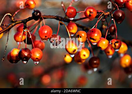 Zweig mit Äpfeln des Paradieses. Selektiver Fokus auf Äpfel mit Regentropfen in unscharfem Hintergrund. Nahaufnahme Stockfoto