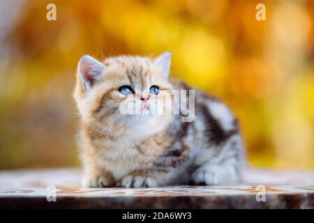 Süßes tabby Britisch Kurzhaar-Kätzchen im Herbst Stockfoto