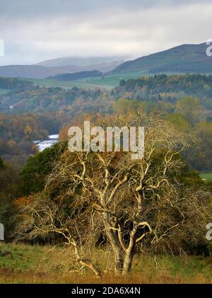 Baum sonnt sich im warmen Morgenlicht an einem Herbsttag in den Scottish Borders. Stockfoto