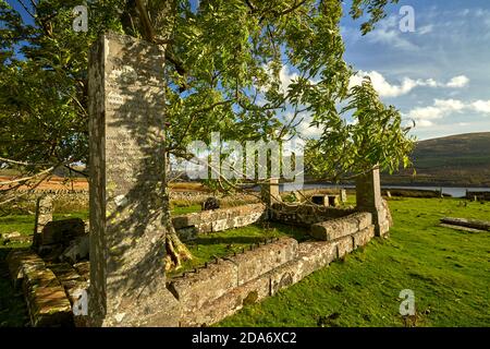 Licht spielt auf einer alten Esche im St. Mary's Kirkyard am St. Mary's Loch. Favoriten Woodland Trust Baum des Jahres 2021. Stockfoto