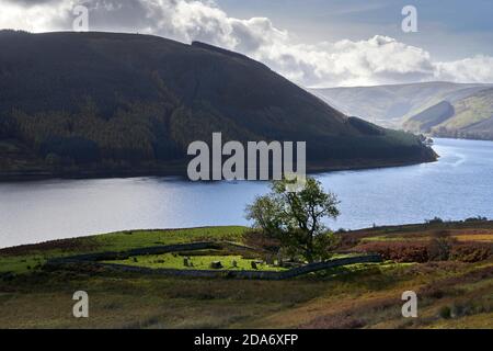 Licht spielt auf einer alten Esche im St. Mary's Kirkyard am St. Mary's Loch. Favoriten Woodland Trust Baum des Jahres 2021. Stockfoto