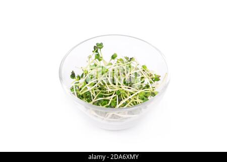 Microgreens Schale auf weißem Marmor Hintergrund. Superfood Konzept Stockfoto