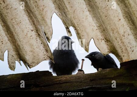 Zwei Dohlen (Corvus monedula), die durch ein Scheunendach eines Bauernhofs gucken, West Yorkshire, England, Großbritannien Stockfoto