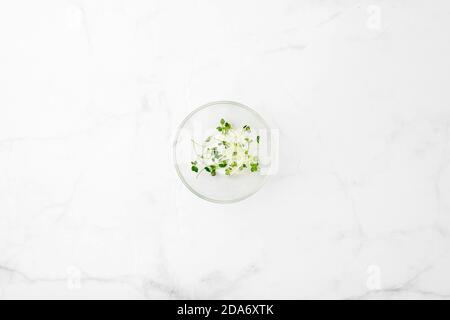 Microgreens Schale auf weißem Marmor Hintergrund. Superfood Konzept Stockfoto