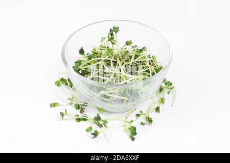 Microgreens Schale auf weißem Marmor Hintergrund. Superfood Konzept Stockfoto