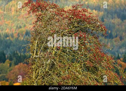 Wild Hawthorn (Cratagus monogyna) mit roten Beeren mit schönen Herbstfarben im Hintergrund bedeckt. Stockfoto