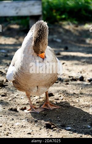 Eine graue Gans, die Federn mit ihrem Schnabel reinigt Stockfoto