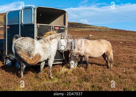 Schottland – zwei Highland Ponys auf der Rückseite eines Horse-box hoch in den schottischen Highlands Essen Heu von einem Heunetz Stockfoto