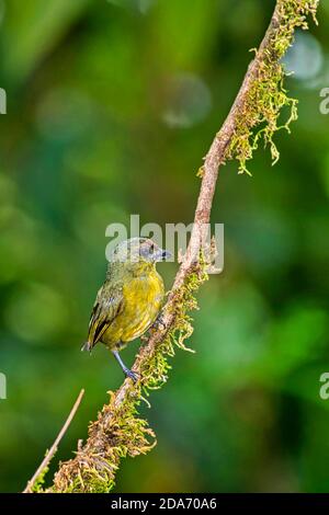 Orangenbauchige Euphonie, Euphonia xanthogaster, tropischer Regenwald, Costa Rica, Mittelamerika, Amerika Stockfoto