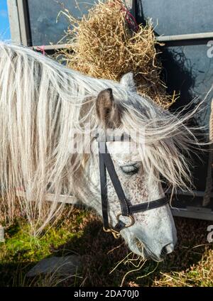 Schottland – EIN Highland Pony auf der Rückseite eines Pferdekiste, die Heu aus dem Heunetz isst Stockfoto