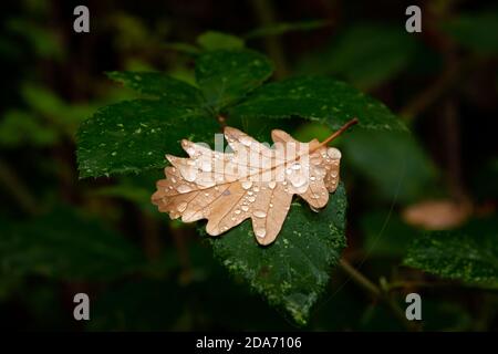 Ein braunes Eichenblatt mit Wassertröpfchen, die auf einem liegen Dunkelgrüne Pflanze im Herbst Stockfoto