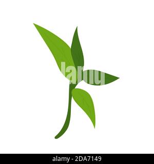 Bambusblätter. Handgezeichnete Vektorgrafik isoliert auf weißem Hintergrund. Stock Vektor