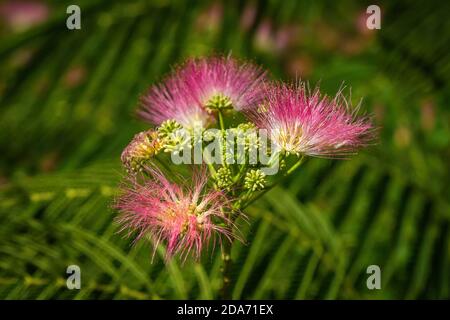 Rosa und weiße behaarte Blüten von albizia, einem persischen Seidenbaum, der an einem sonnigen Sommertag in einem Garten wächst. Verschwommener Hintergrund mit grünen Blättern. Stockfoto