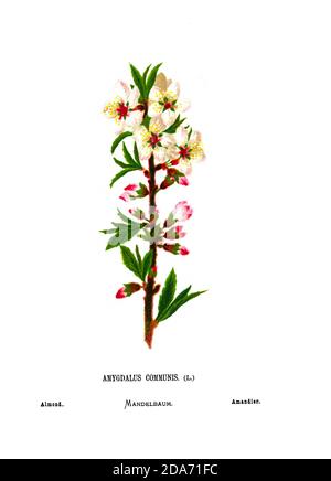 Mandelzweig und Blüten (Prunus dulcis, syn. Prunus amygdalus [hier als Amygdalus communis]) ist eine Baumart, die im Iran und den umliegenden Ländern beheimatet ist, aber anderswo weit verbreitet wird. Die Mandel ist auch der Name des essbaren und weit kultivierten Samens dieses Baumes. Aus dem Buch Wild Flowers of the Holy Land: 54 in Farben gedruckte Platten, gezeichnet und gemalt nach der Natur. Von Frau Hannah Zeller, (Gobat); Tristram, H. B. (Henry Baker), und Edward Atkinson, veröffentlicht in London von James Nisbet & Co 1876 auf weißem Hintergrund Stockfoto